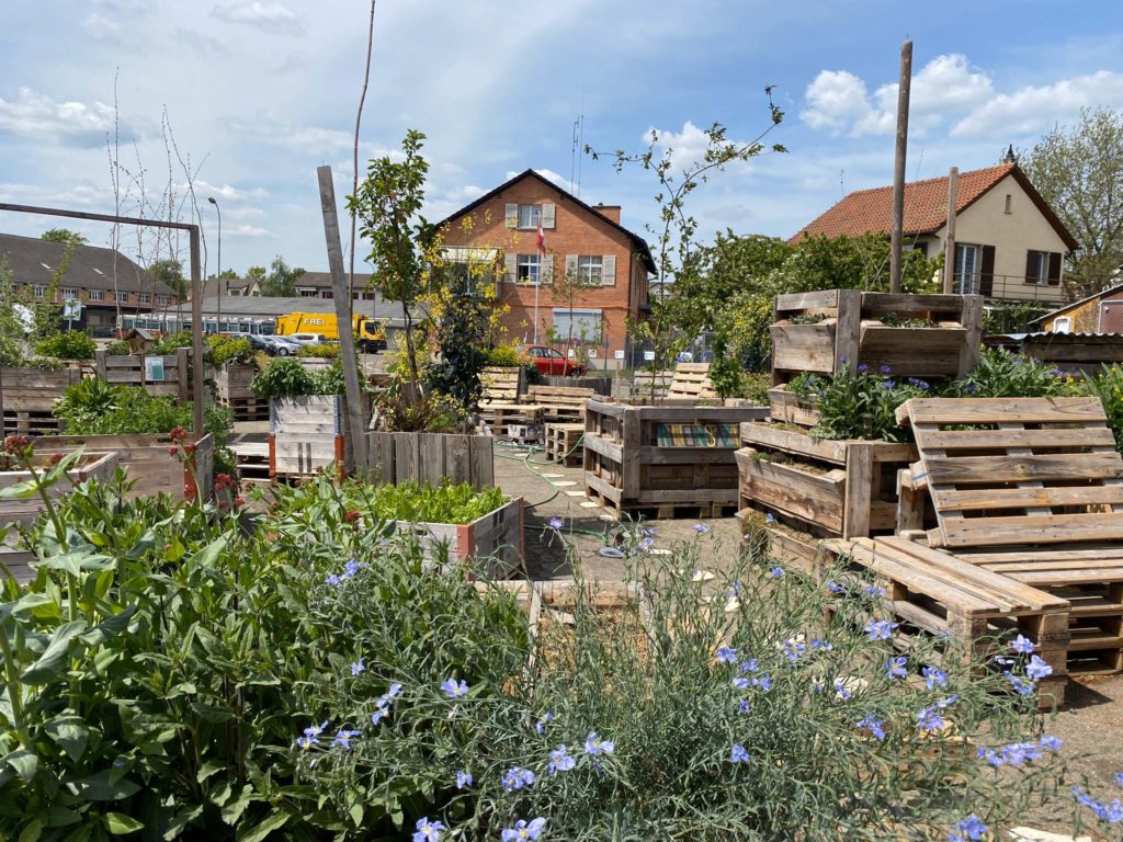 Urban gardenin im Zeughausareal
