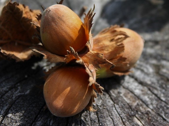 Bild von drei Haselnüssen, ein Symbol für drei Wünsche