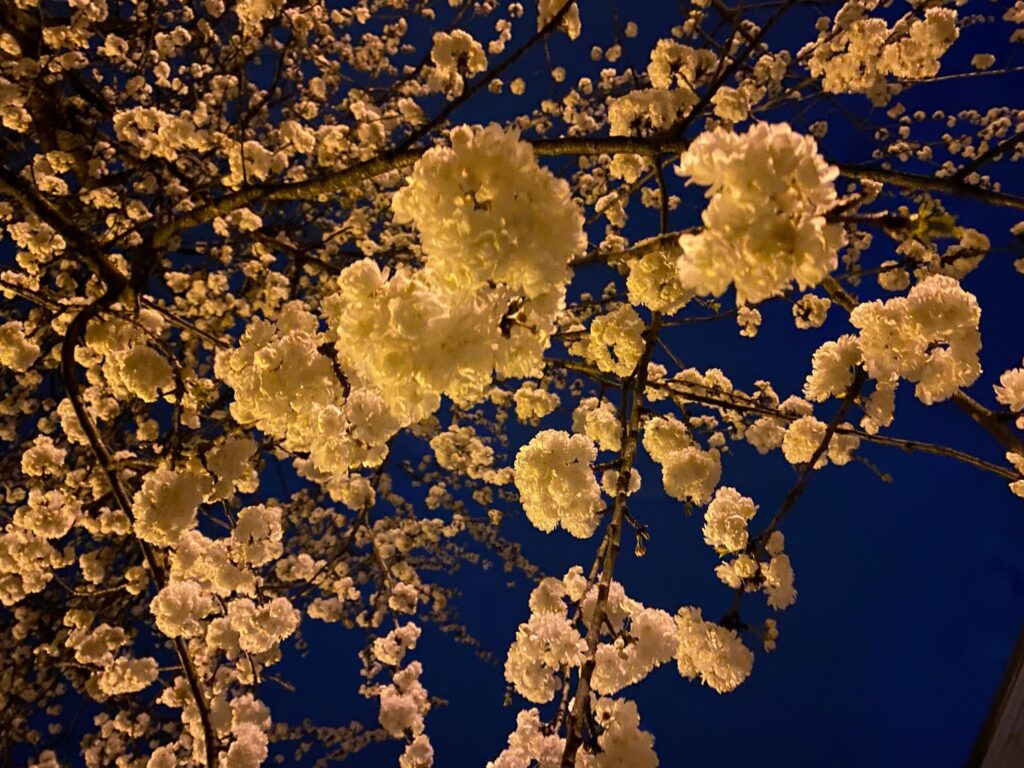 Nahaufnahme von einem Baum im voller Blüte