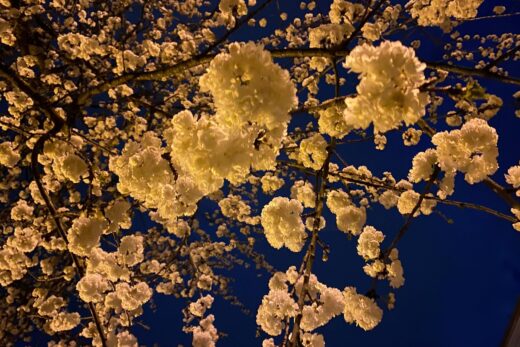 Nahaufnahme von einem Baum im voller Blüte