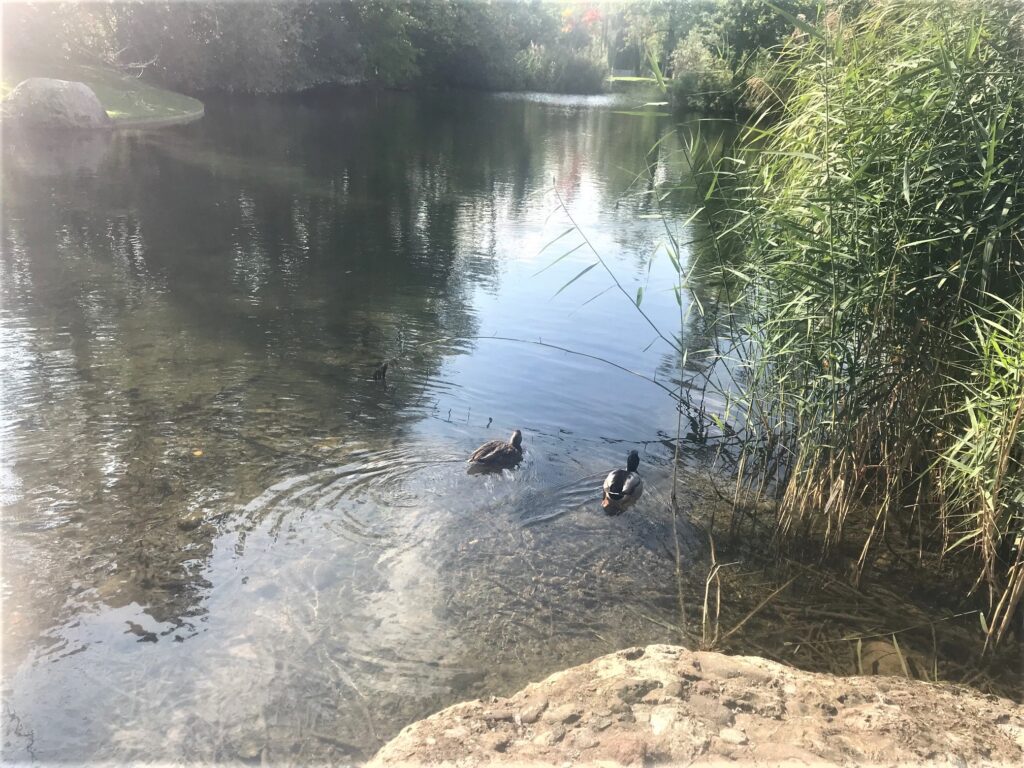 Zwei Enten im Weiher