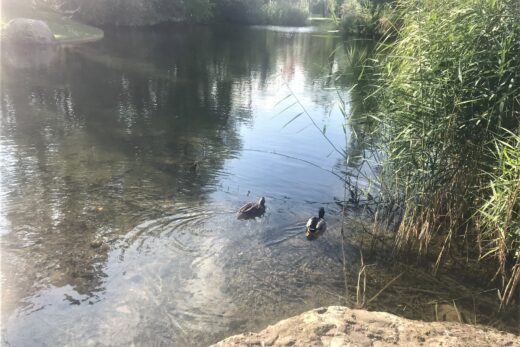 Zwei Enten im Weiher